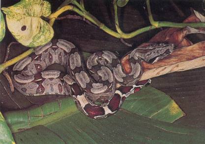 --- Le boa constricteur ---